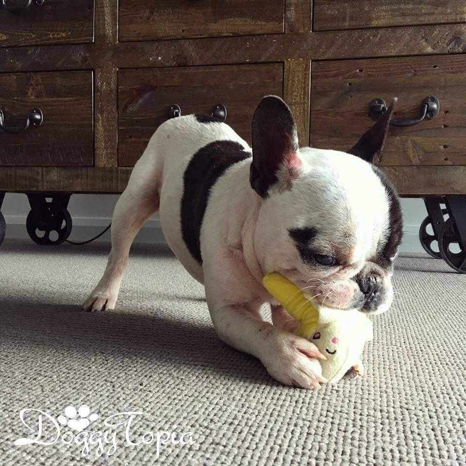 Banana Squeaker Dog Toy