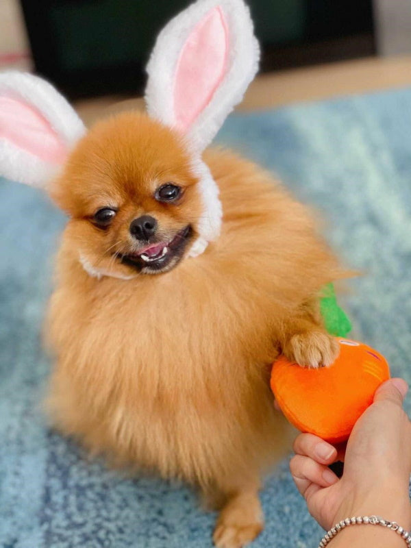 Carrot Squeaker Dog Toy