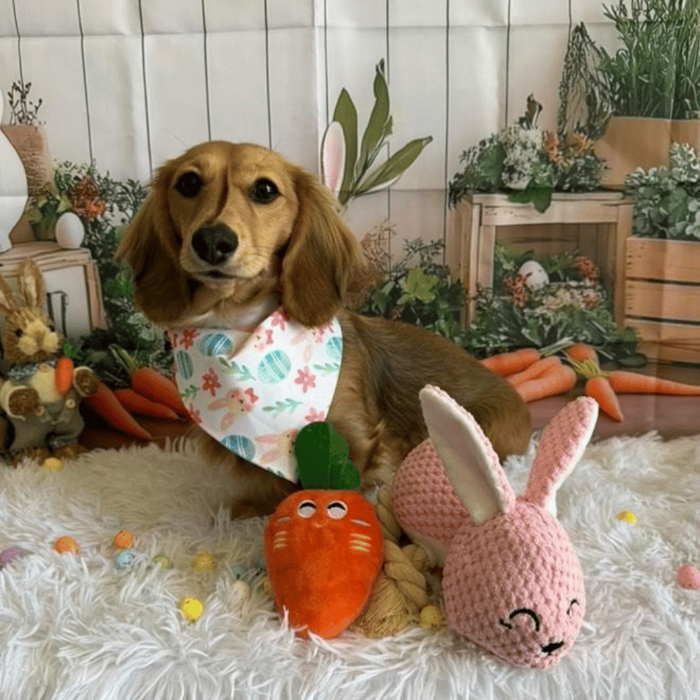 Carrot Squeaker Dog Toy