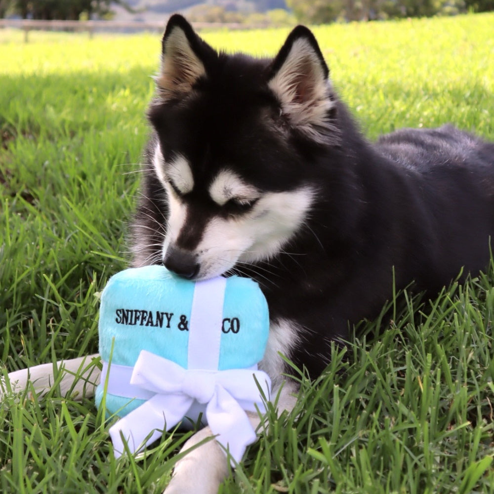 Sniffany & Co Box Dog Toy