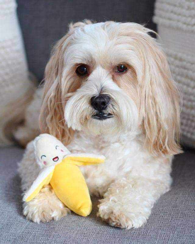 Banana Squeaker Dog Toy