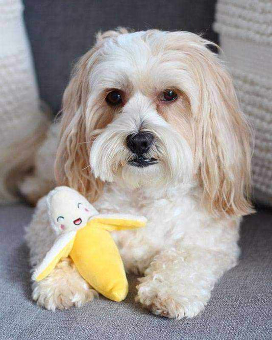 Banana Squeaker Dog Toy