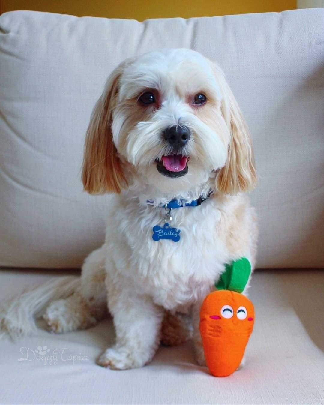Carrot Squeaker Dog Toy